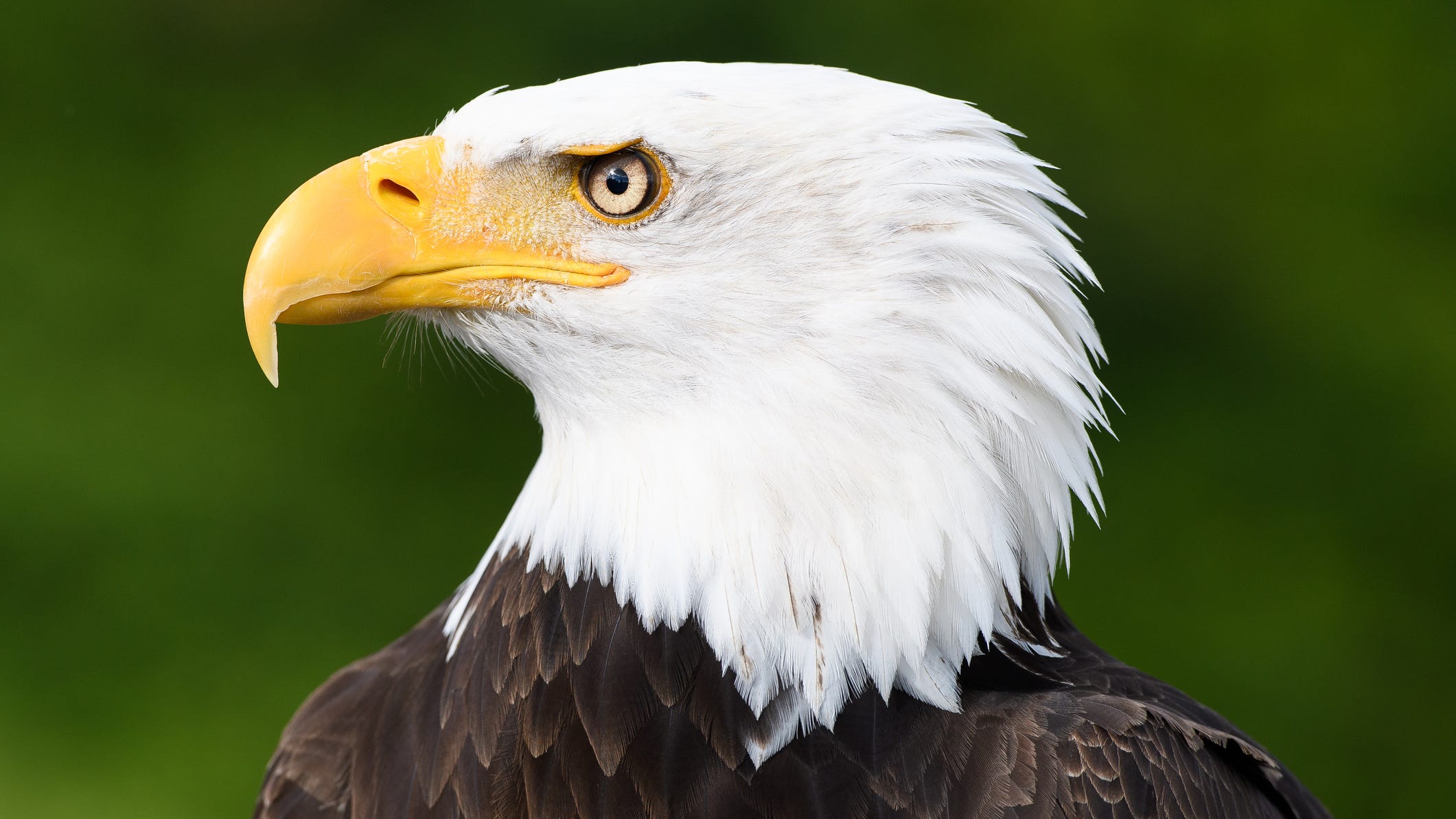 Bald eagle, star of an Ann Arbor nest cam, rescued from tangled fishing line (PICTURES)