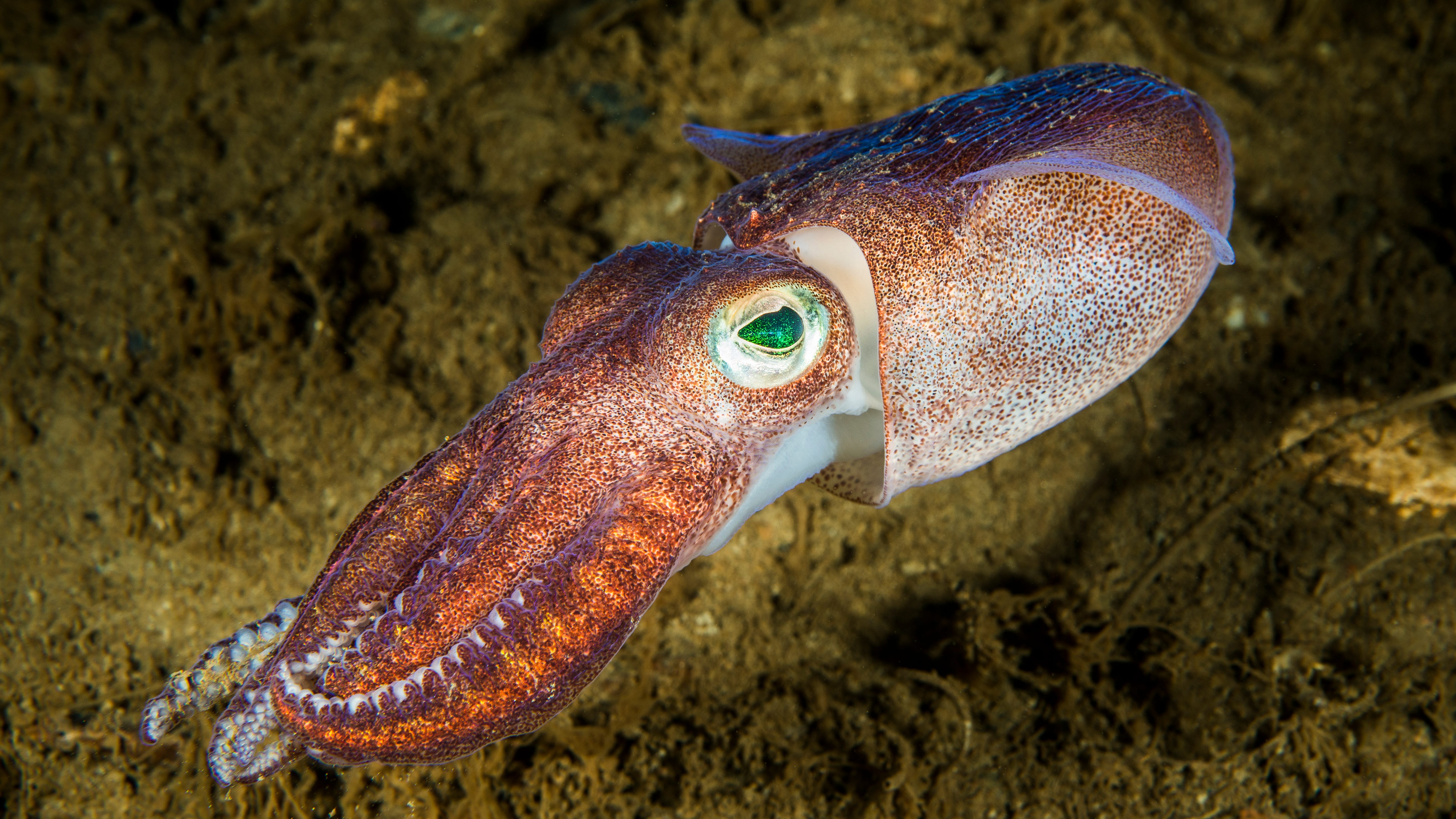 One giant leap for squid-kind: Why NASA launched tiny sea creatures into space