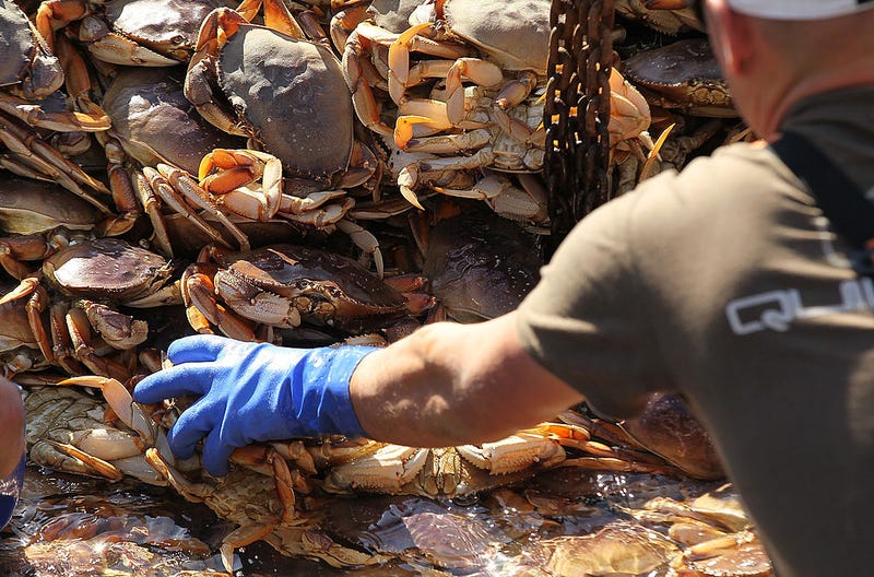 Fisherman offload Dungeness Crab from their fishing vessel on November 17, 2010 in San Francisco, California.