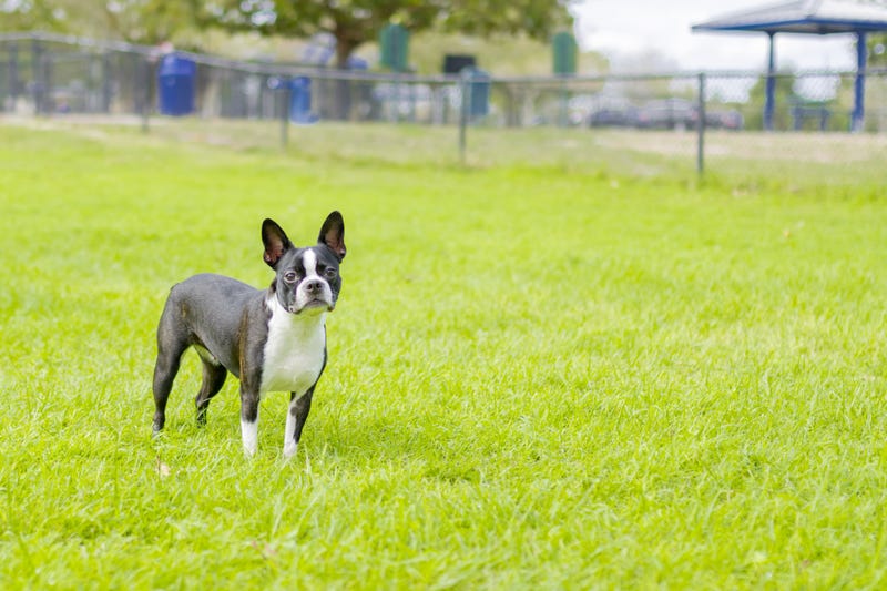 FILE: Boston Terrier at a dog park