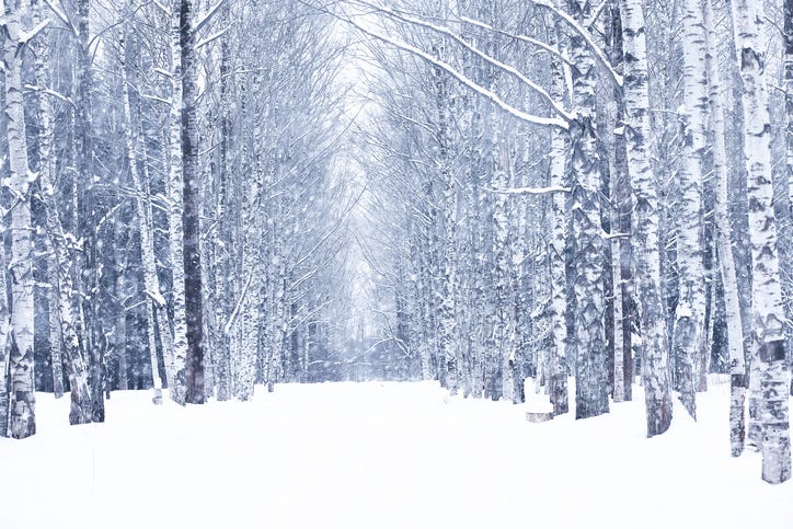 Forest covered in snow. 