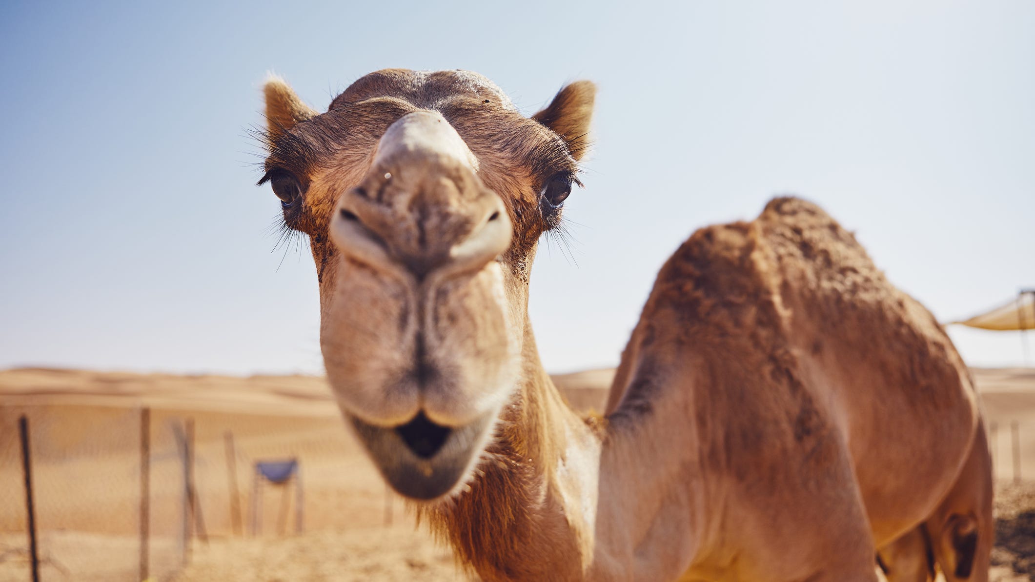 Camel bites 2 men in head at Minnesota zoo, drags one 15 feet