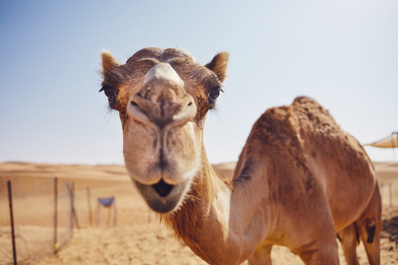 Camel