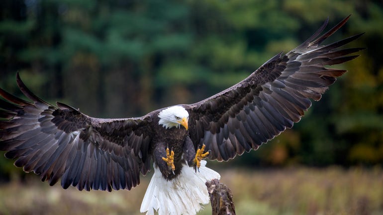 Bald eagle found with 2 bullet wounds dies after attempted surgery