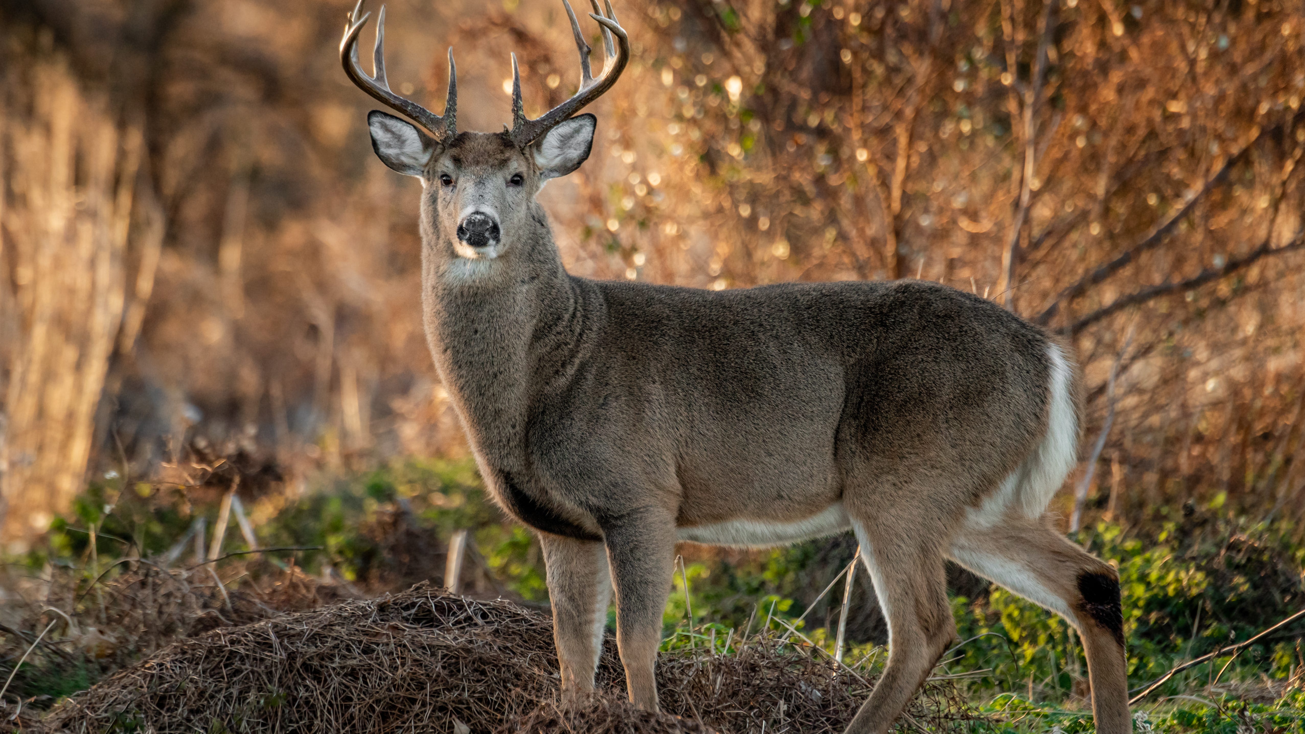 First deer legally harvested by a hunter in Chicago since 1865
