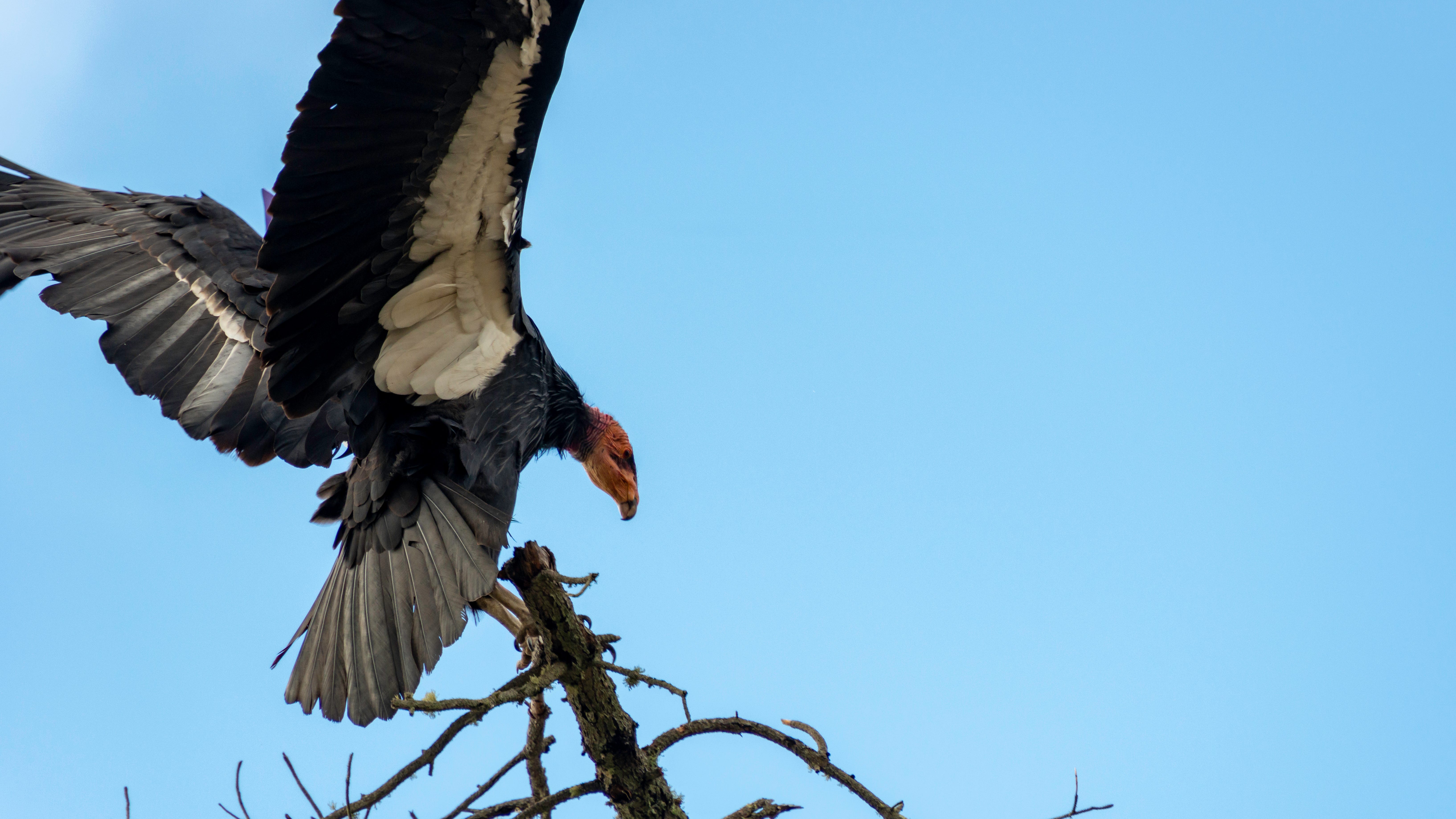 Avian flu outbreak ravages endangered California condor population