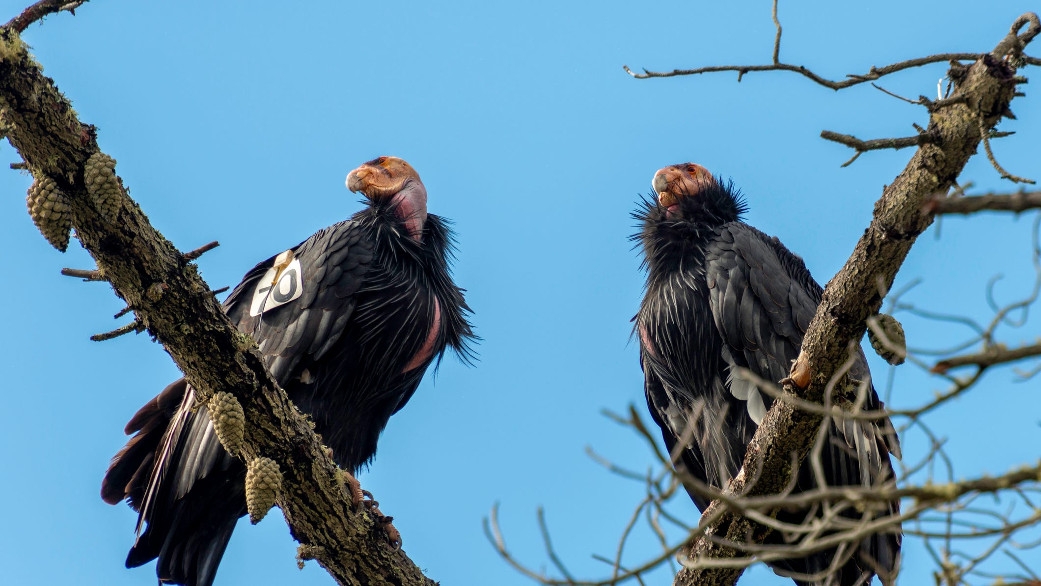 San Diego Zoo discovers condors can reproduce without sex