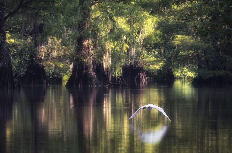 Atchafalaya Basin, Louisiana