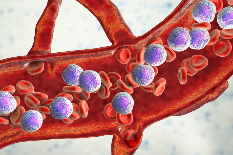 3D illustration showing abundant acute lymphoblastic leukemia in a blood vessel.