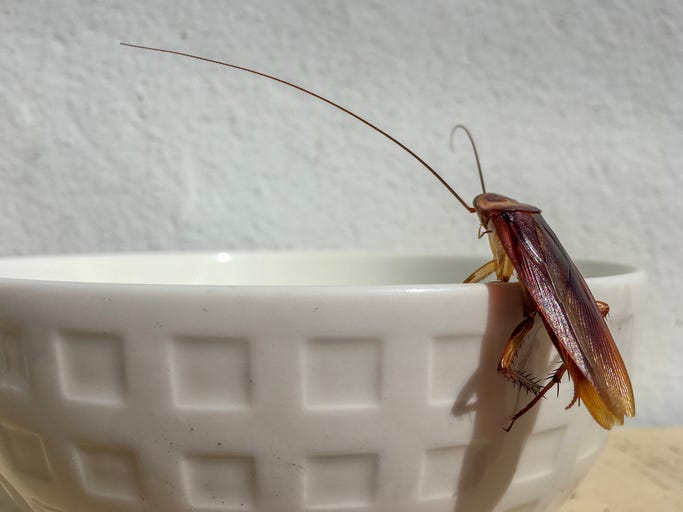 Cockroach