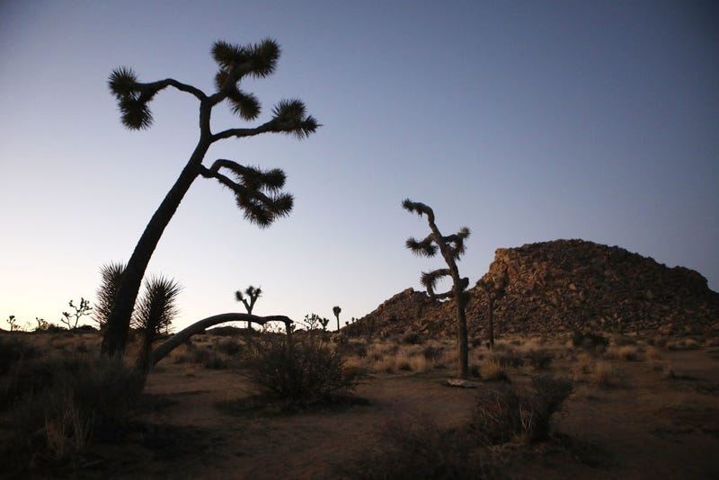 Joshua trees stand at Joshua Tree National Park on January 4, 2019 in Joshua Tree National Park, California.