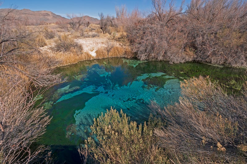 Natural Spring in a Desert Valley in Ash Meadows National Wildlife Refuge in Nevada