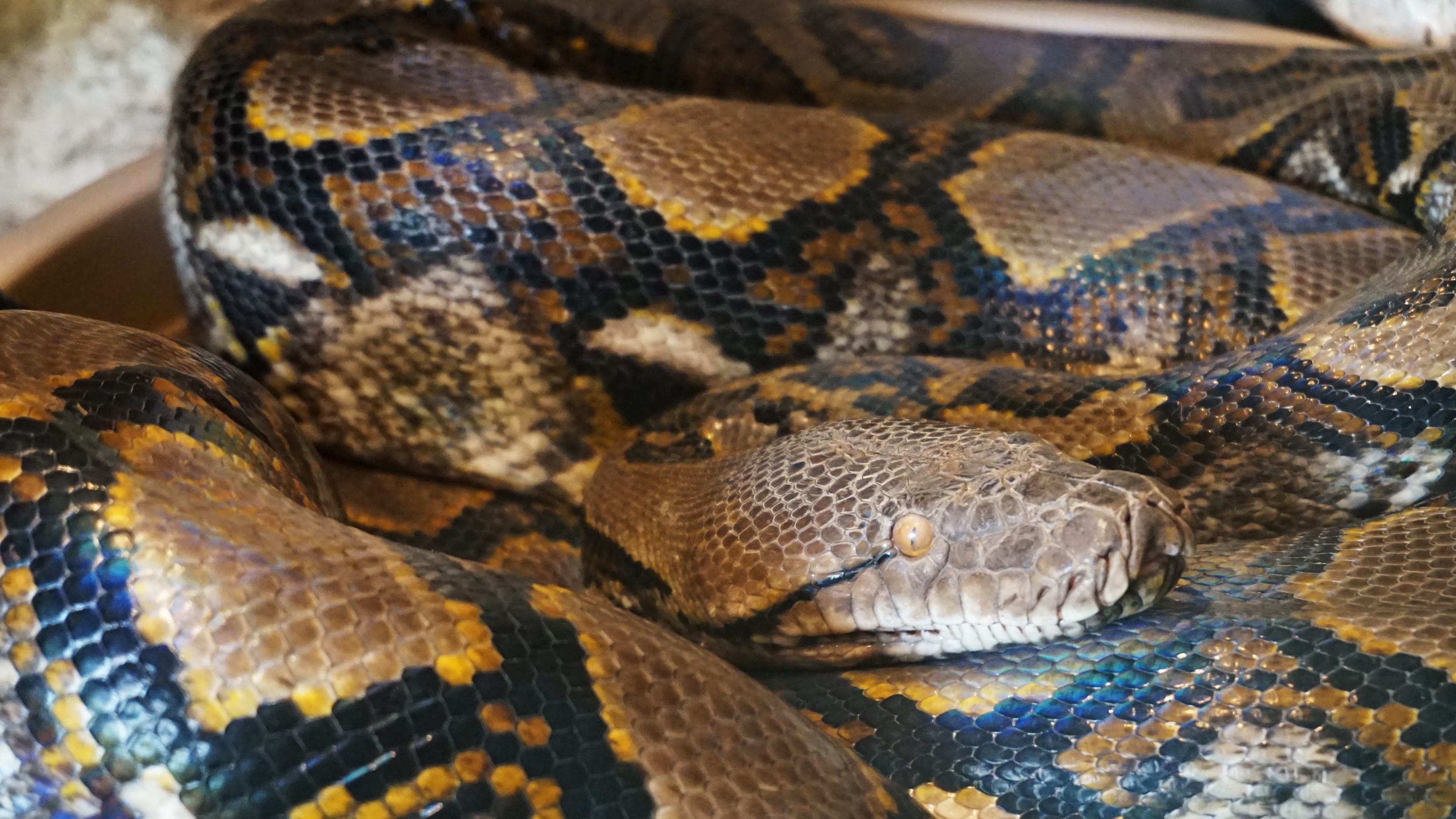 Man wins $10,000 for catching 41 snakes during 2021 Florida Python Challenge
