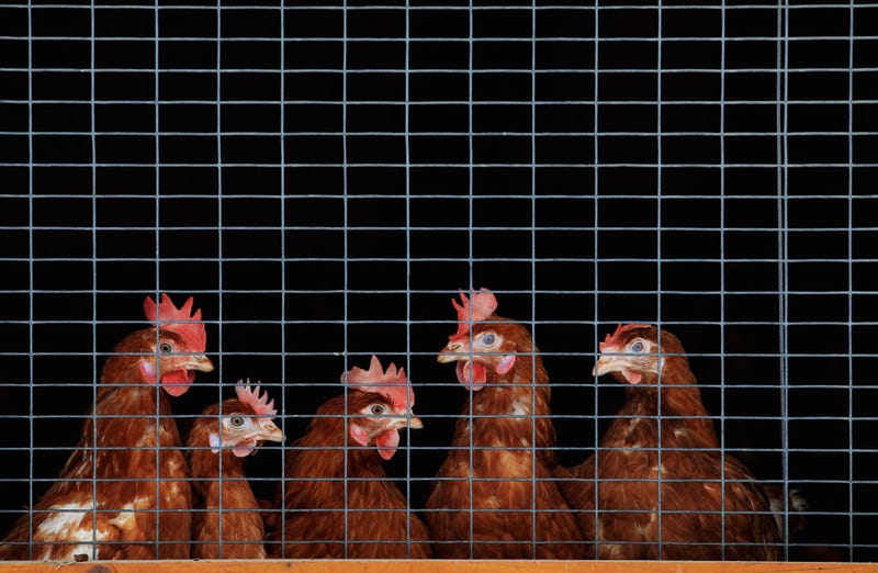 Chicken sit in coop on a organic accredited poultry farm on January 7, 2011 in Elstorf, Germany.