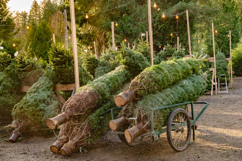 Christmas trees wrapped up at tree farm