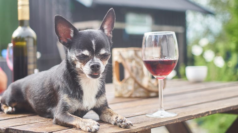 Winery Enlists Adorable Dog for Curbside Deliveries During Coronavirus Pandemic