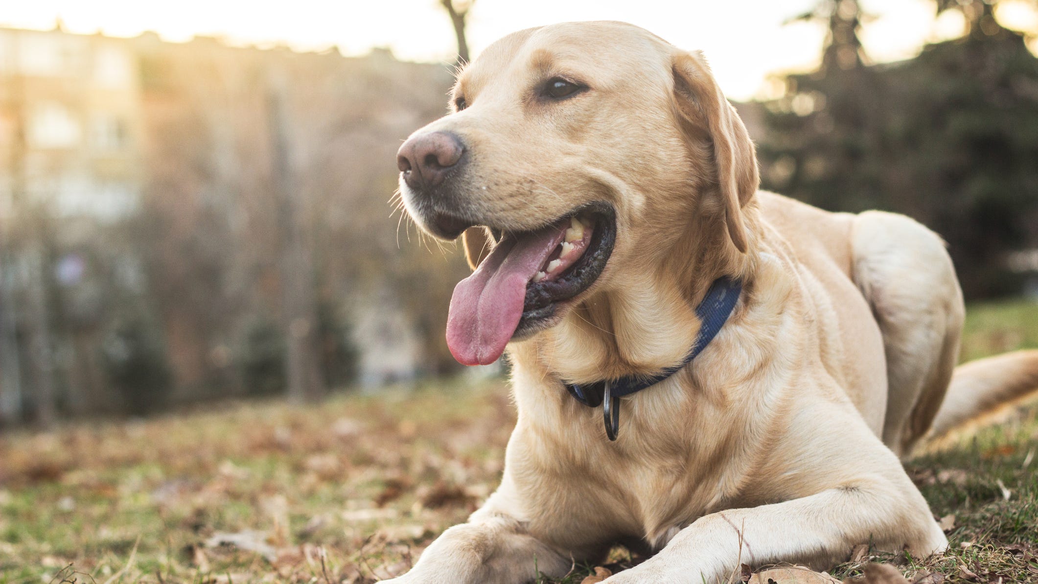 LIST: What were the most popular dog breeds of 2020?
