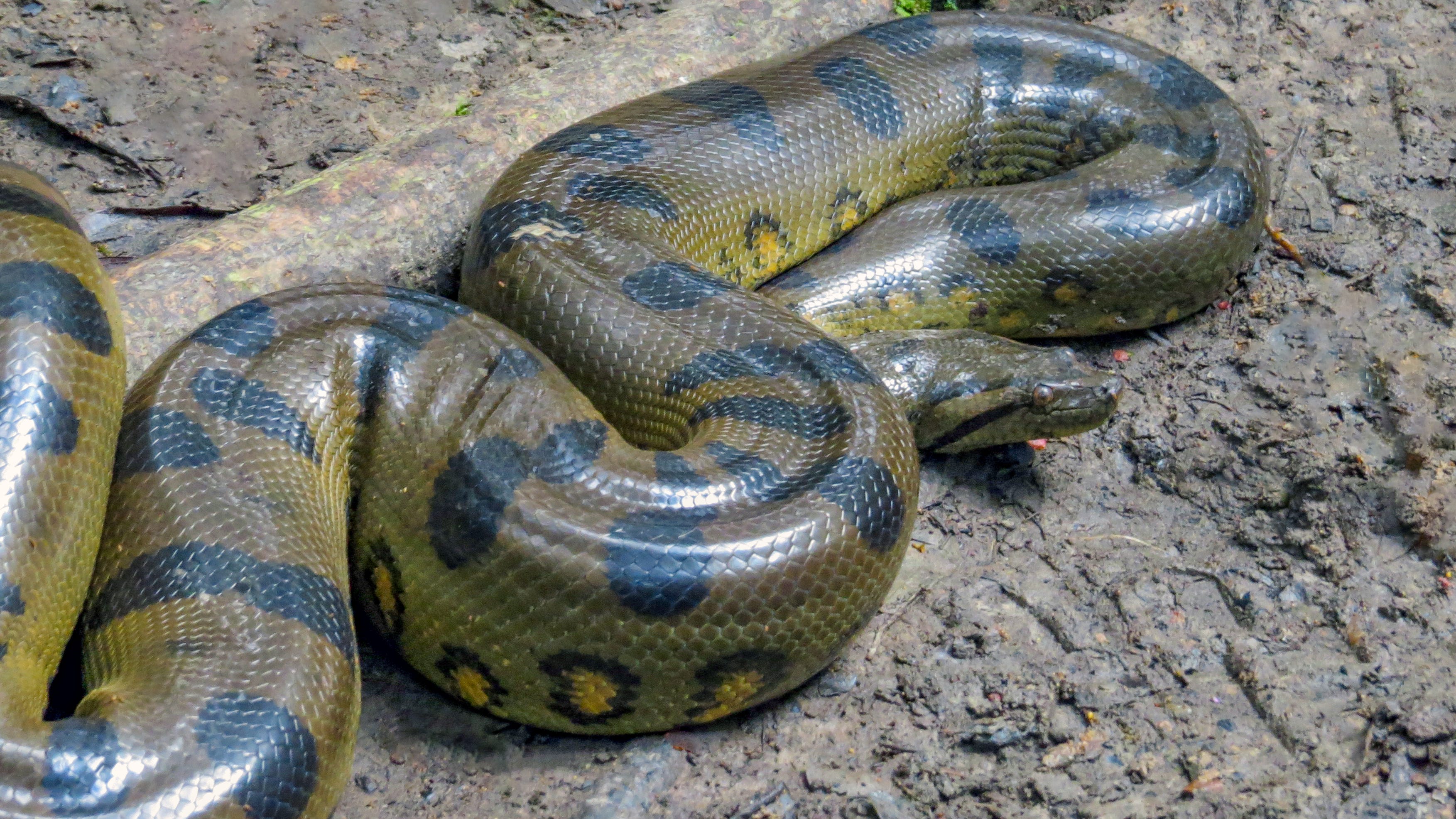 Man dies days after being strangled by 18-foot pet snake that police had to shoot in the head