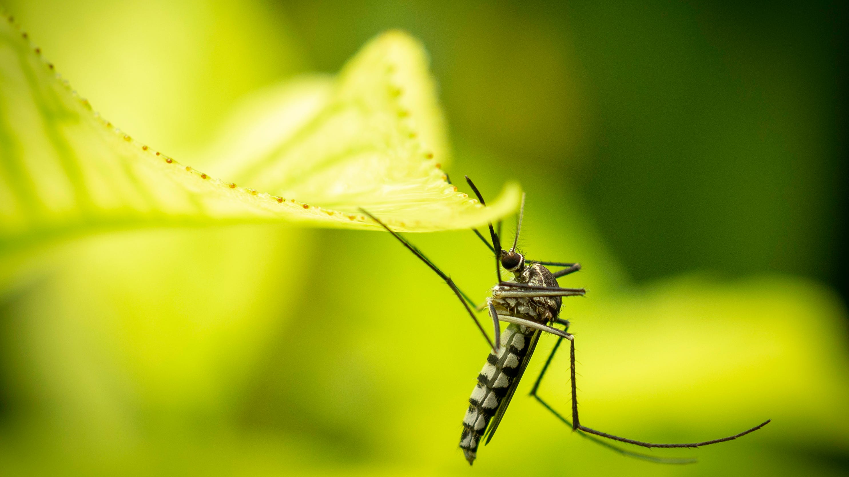 Genetically modified mosquitos released in  the U.S.
