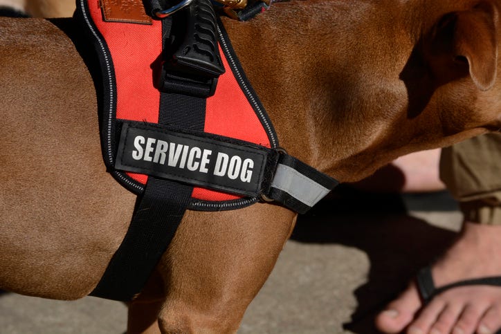 SERVICE ANIMAL