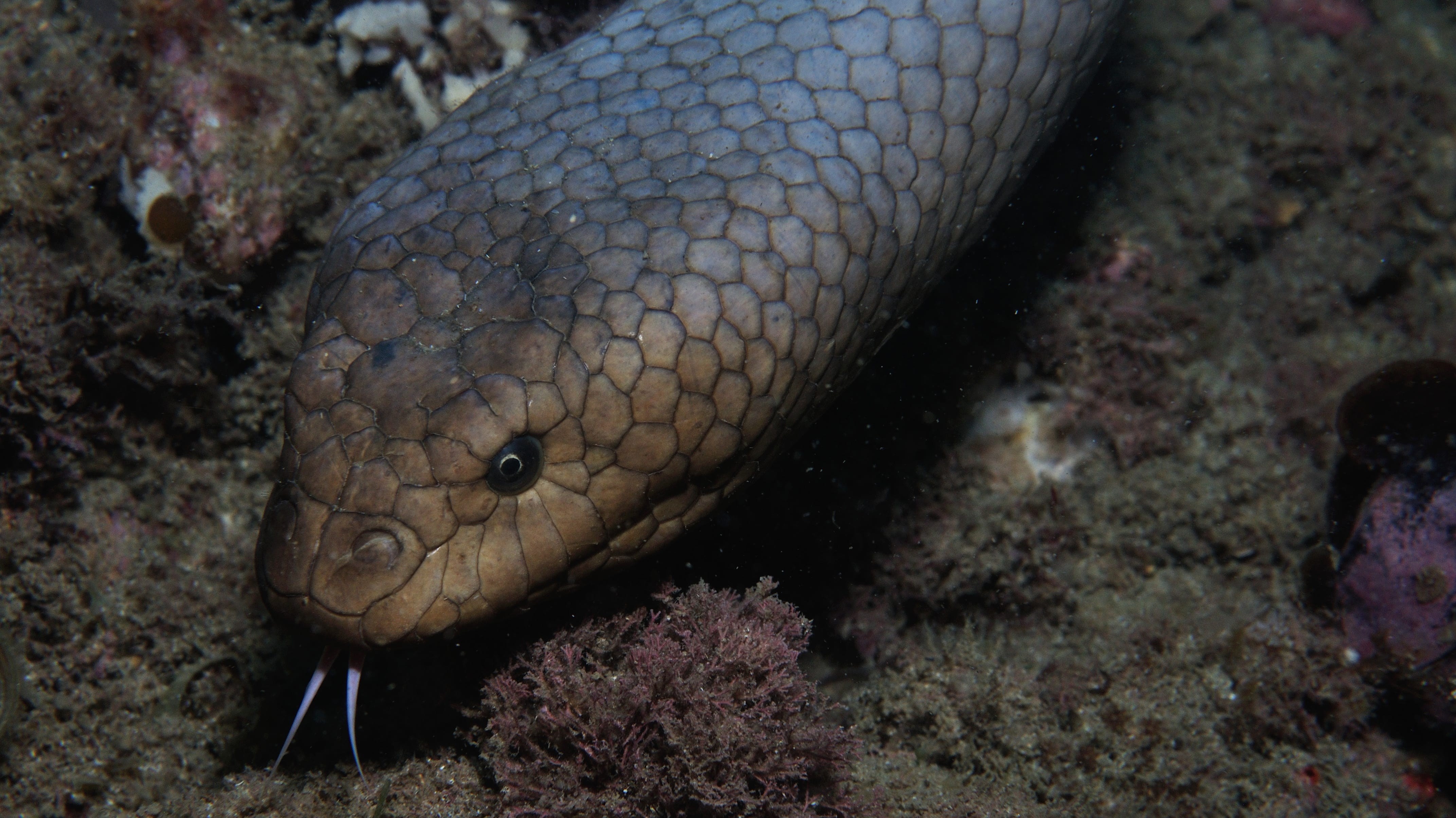 Ocean scientists say venomous sea snakes are attacking divers in sex frenzy