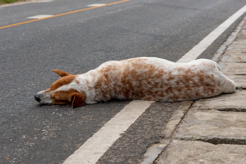 dog on the road