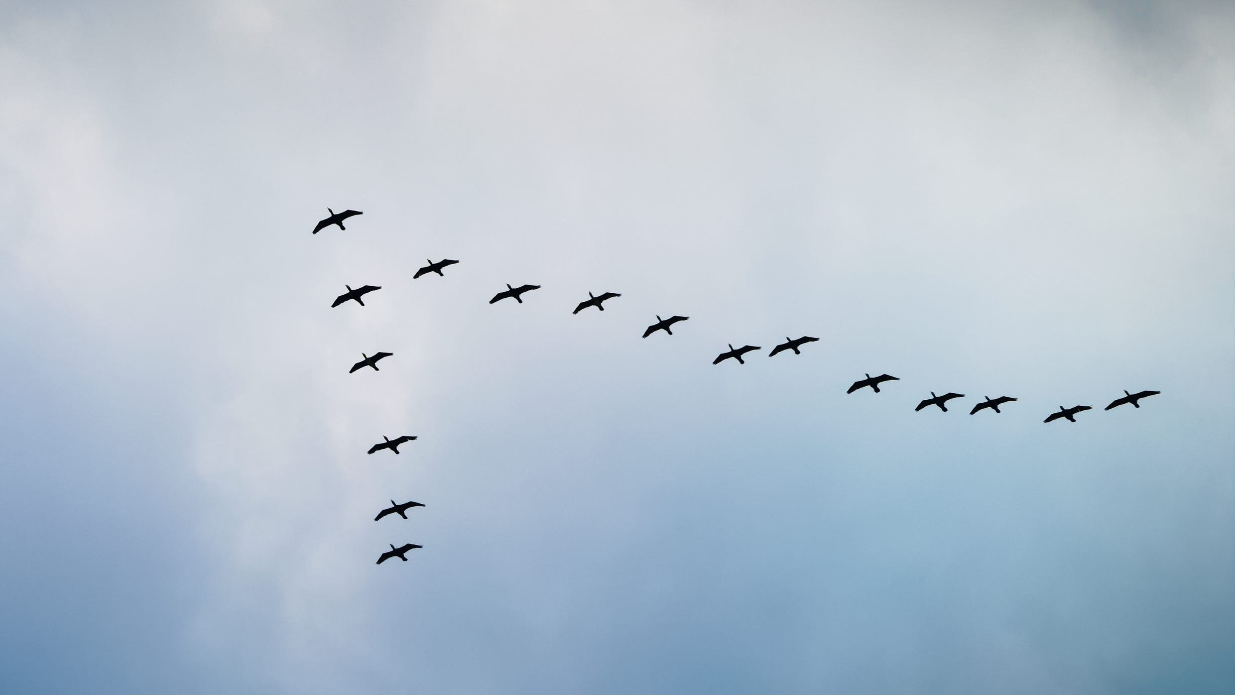 ‘Lights out’ alert issued for Chicago as 100,000 birds migrate south this weekend