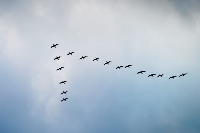 ‘Lights out’ alert issued for Chicago as 100,000 birds migrate south this weekend