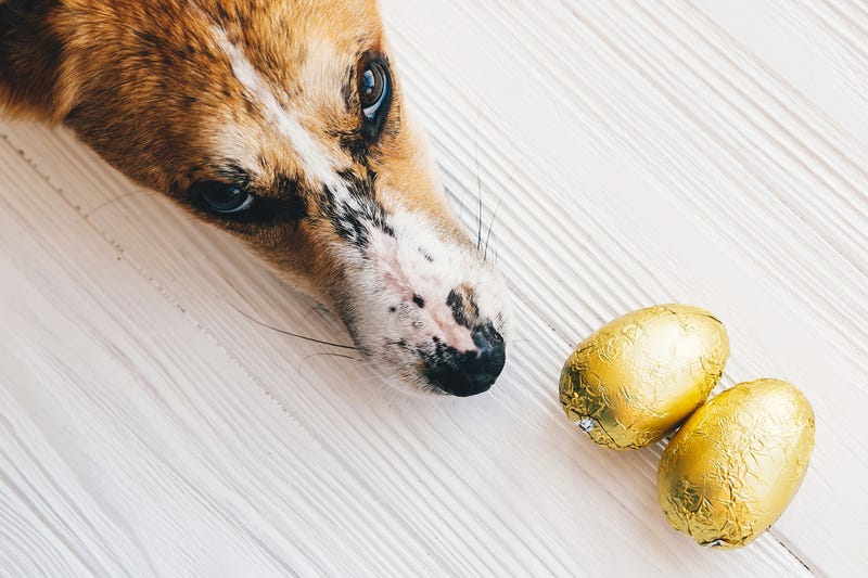 Pet easter