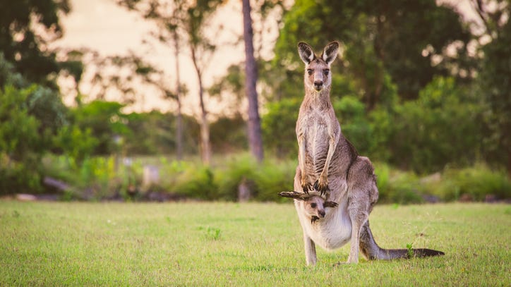 Australian golfer's round delayed by a mob of kangaroos