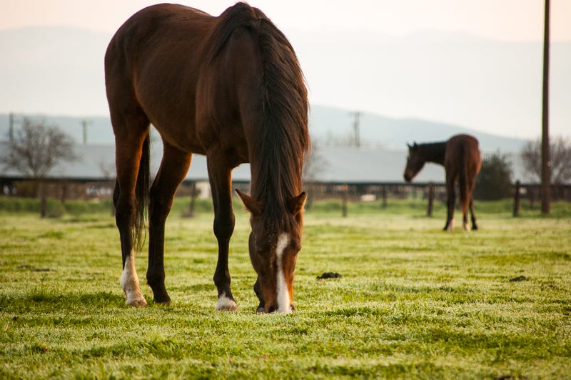 Misty morning horse ranch pasture located in Fresno, California.