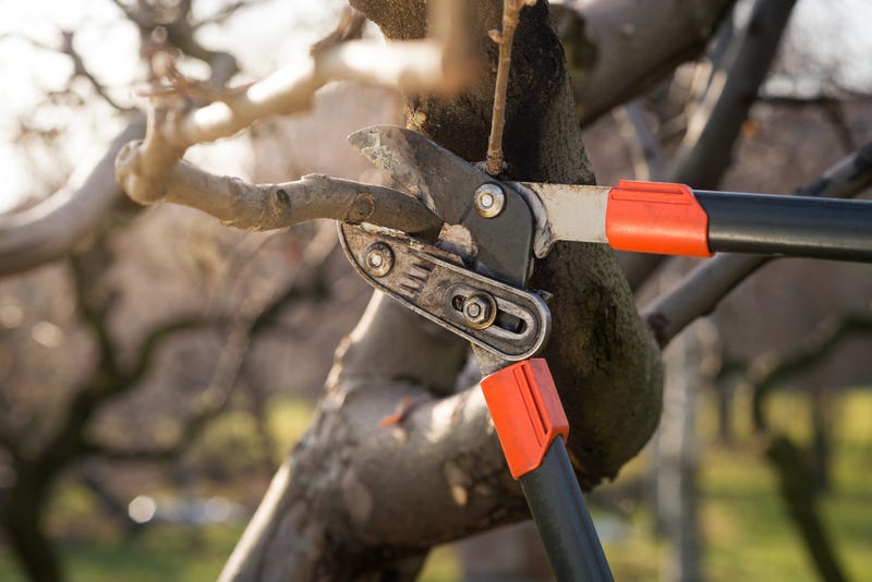 tree trimmer