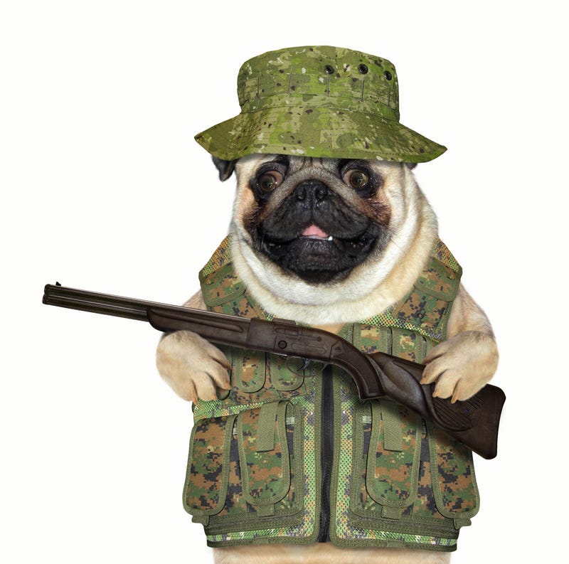 Pug with gun