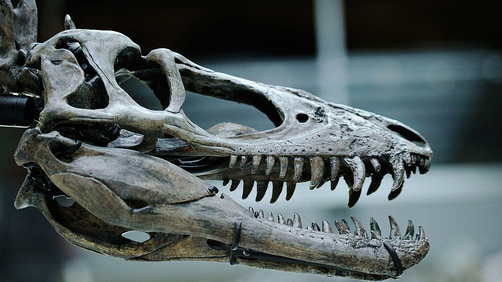 Woman believes she saw a ‘small dinosaur’ running through her yard