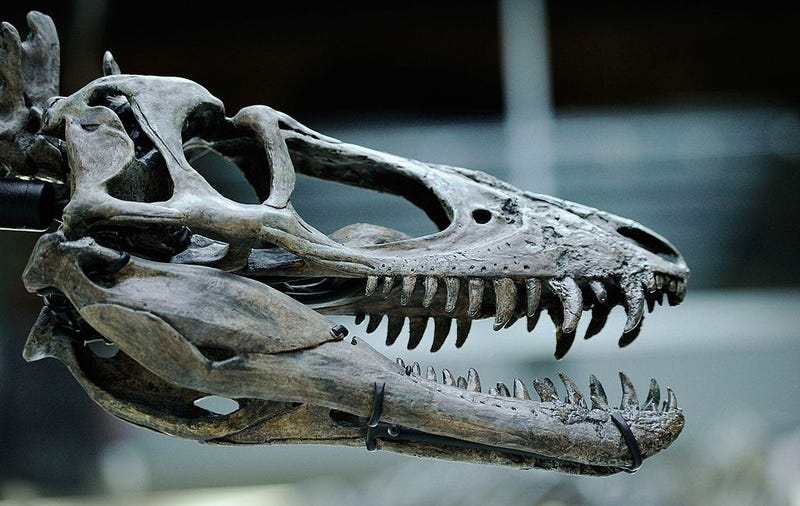 Dinosaur