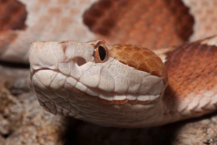Snake