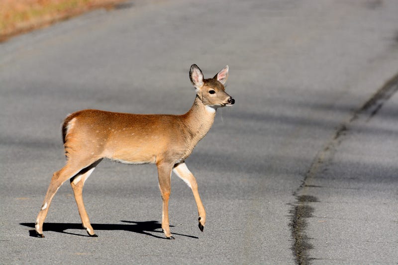 deer crossing road