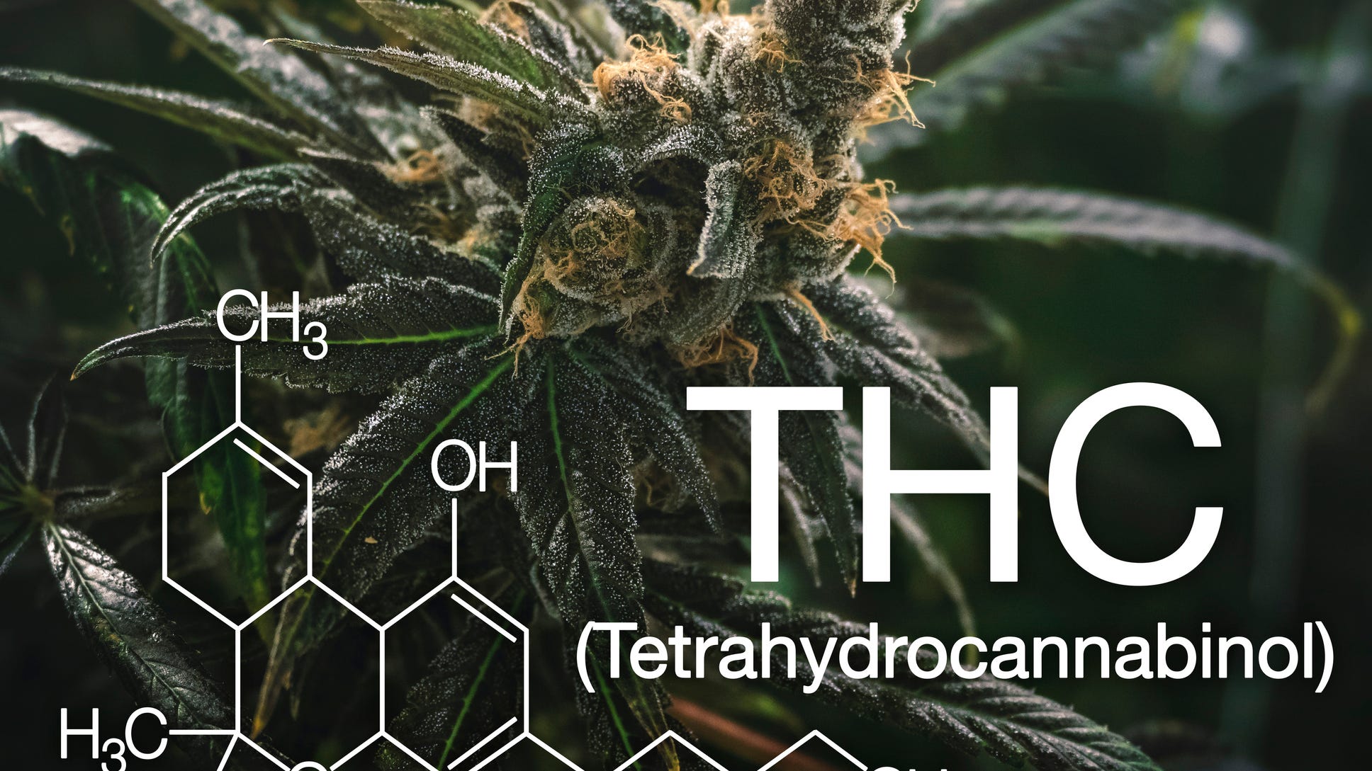 Texas taking applications for new THC dispensaries