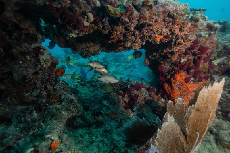 Coral reef in the Atlantic Ocean, located near Key West, Florida, United States.