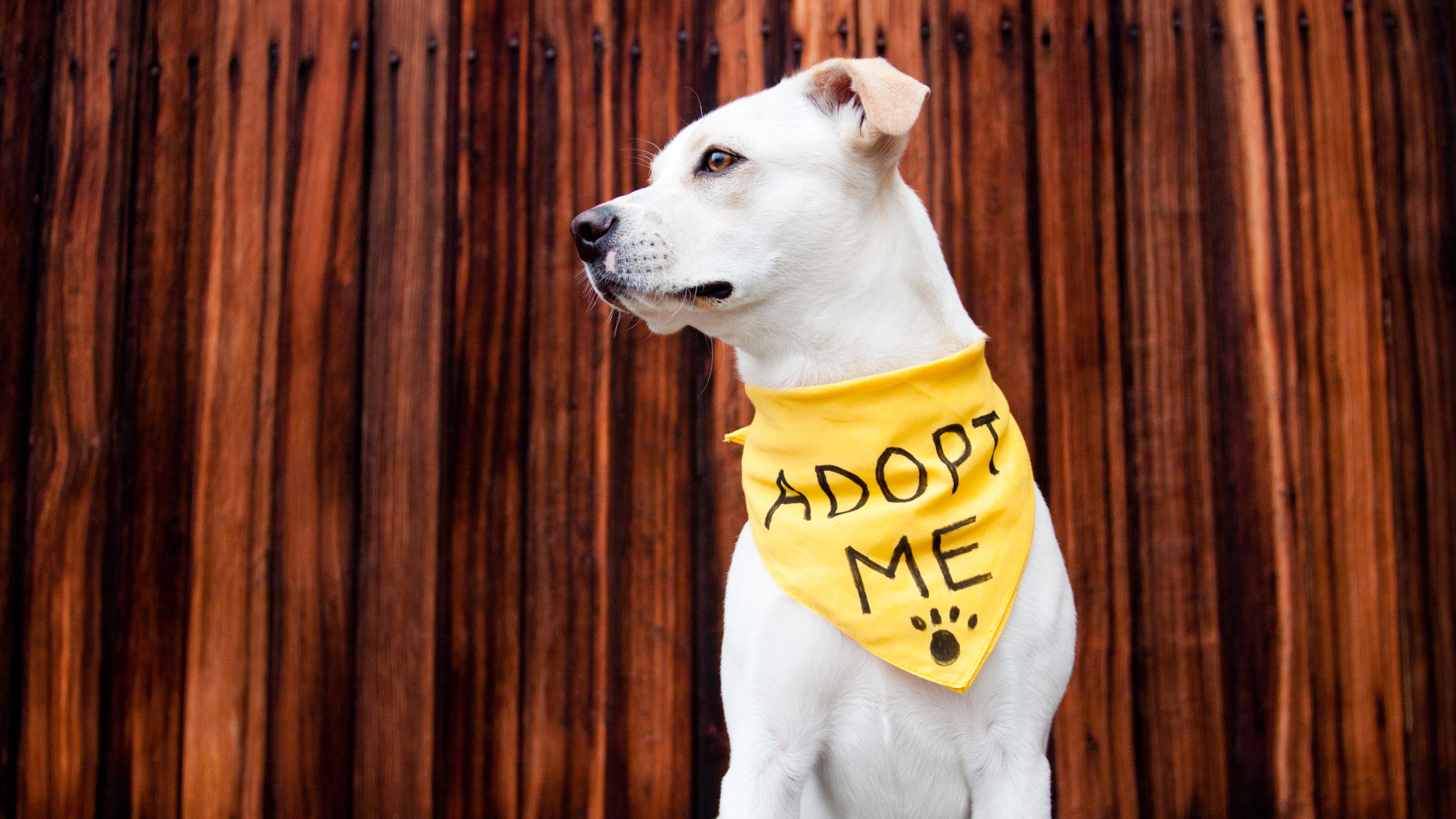 Nearly 2 dozen dogs, cats find 'furever' homes during MCSO adoption event as animal shelters face ‘unprecedented’ crowding