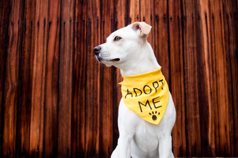 Authorities in Monroe County celebrated the happy outcome of their first ever animal adoption event as dogs and cats went home with their new families over the weekend.