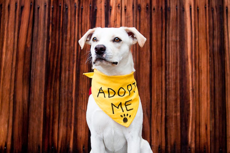 White pitbull mix with "adopt me" bandana in front of wood background