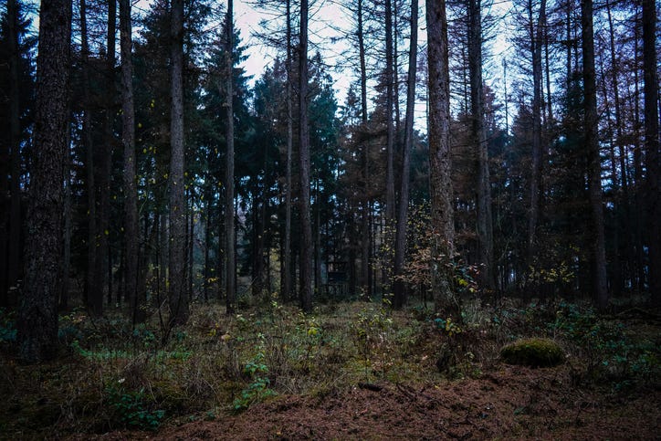 woods at night