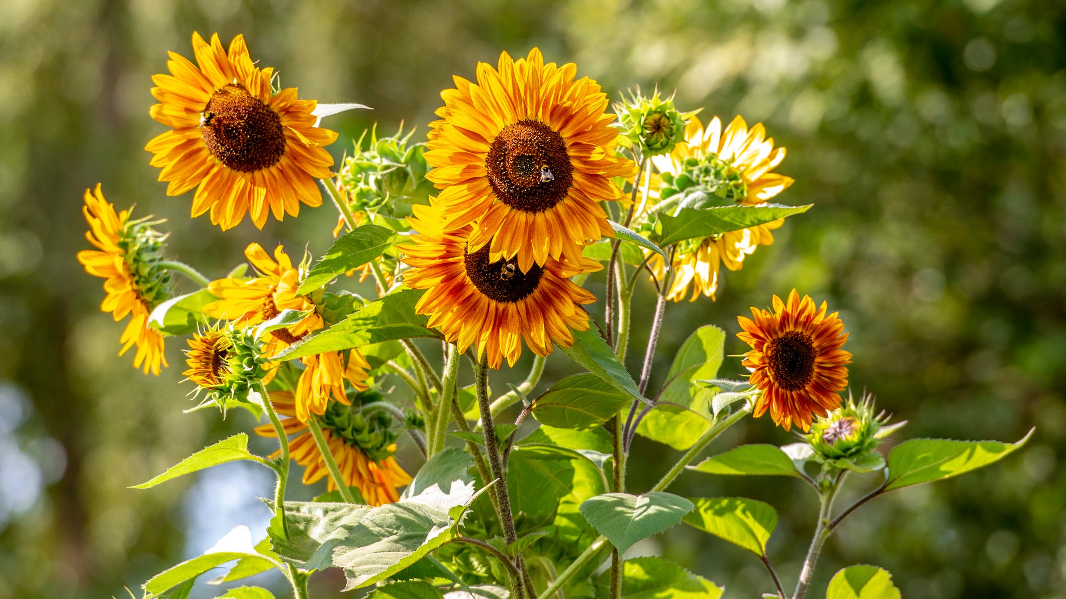 City taking St. Charles County man to court over sunflowers growing in yard