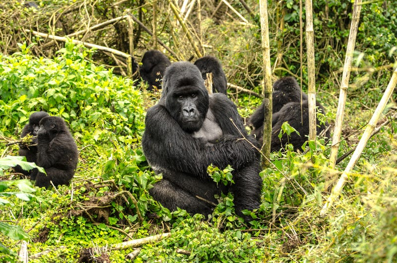 family of 17 silverback gorillas