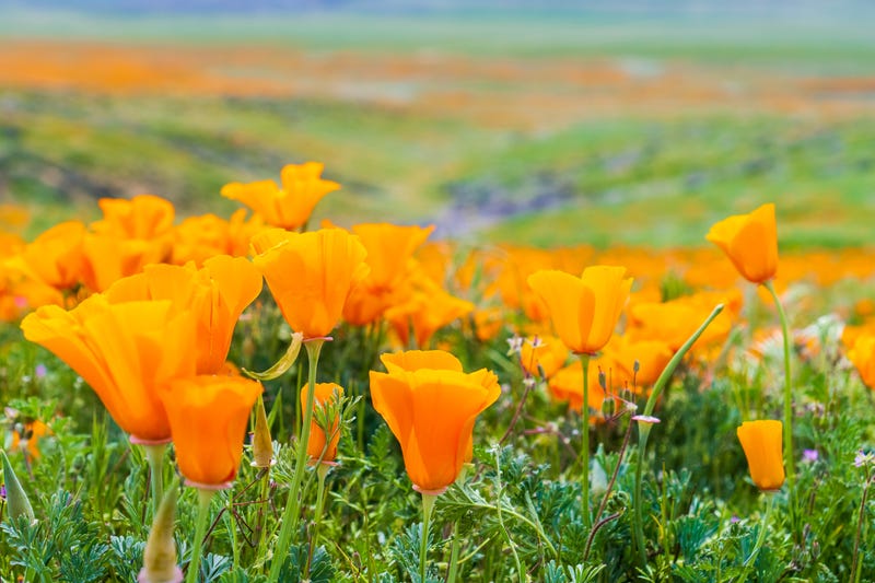 California poppies