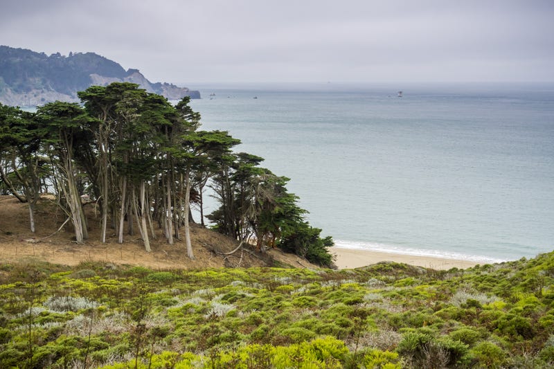 Cypress trees and shrubs on the coast of the Pacific Ocean on a foggy day at Lands End, San Francisco, California.