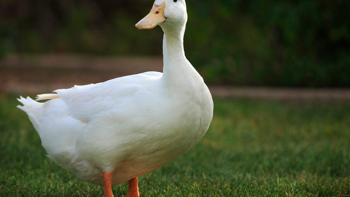 Pet duck leads police to body of murdered missing woman