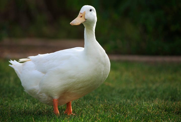 white Pekin duck