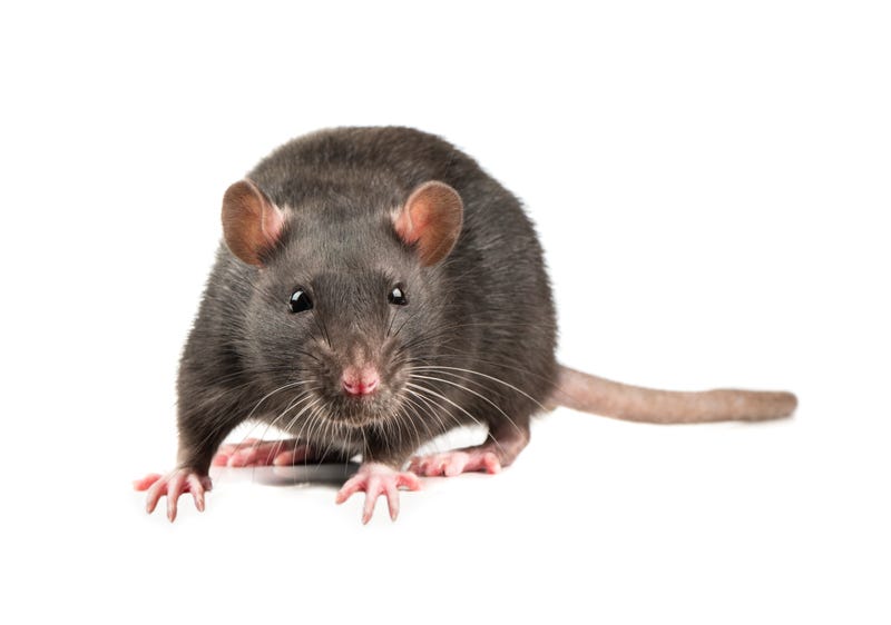 Chicago rats